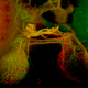 Image for article titled Parasites, deadly bugs and fungi are more beautiful than you could possibly imagine